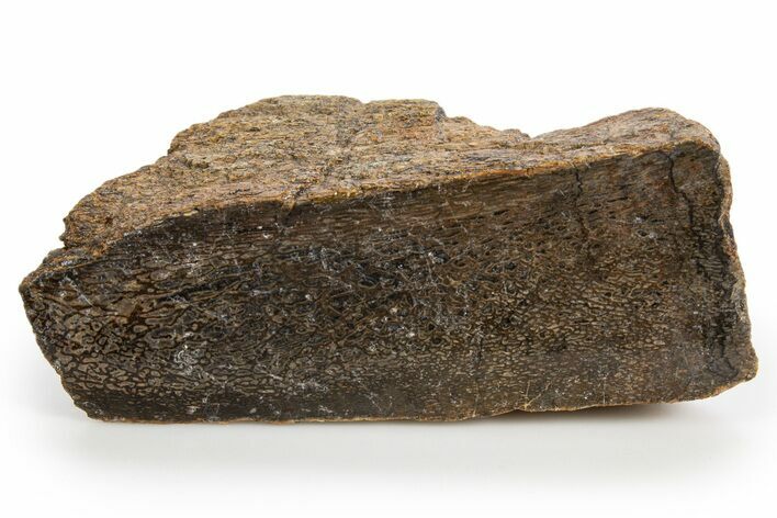 Polished Dinosaur Bone (Gembone) Section - Colorado #324194